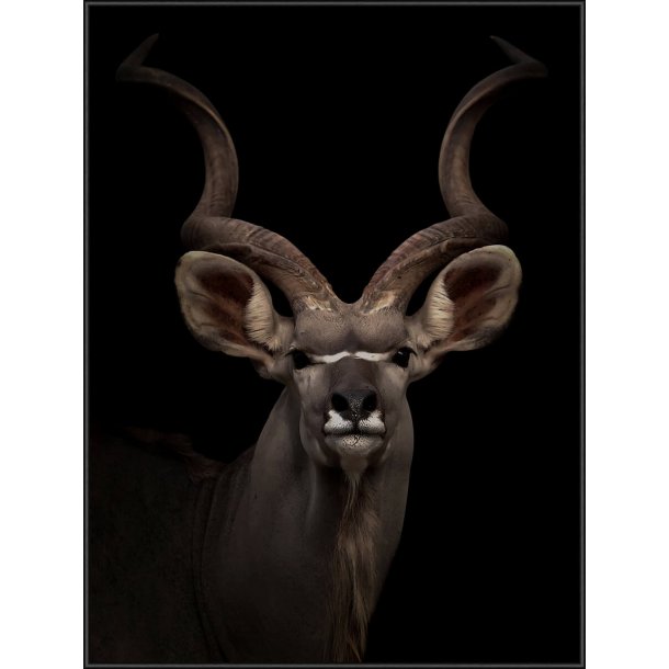 Majestic Kudu