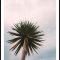 Tall Palm