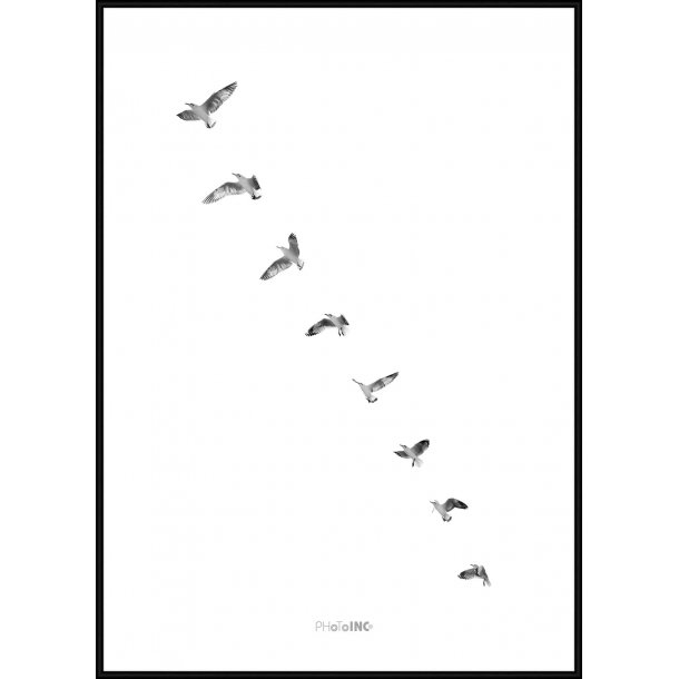 Birds Takeoff