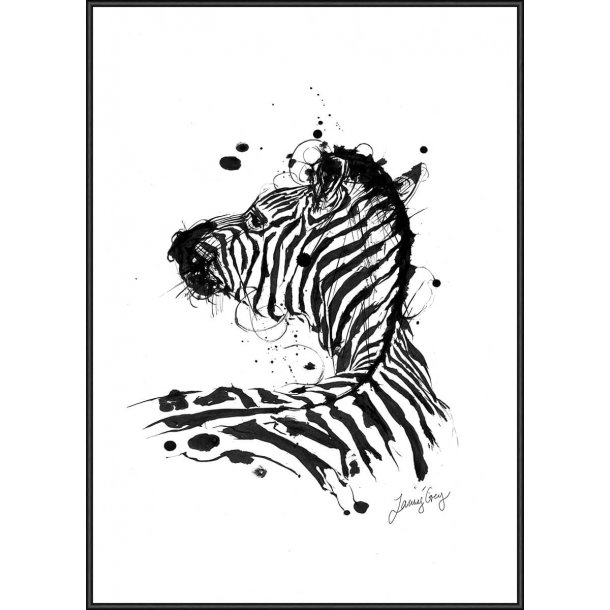 Zebra