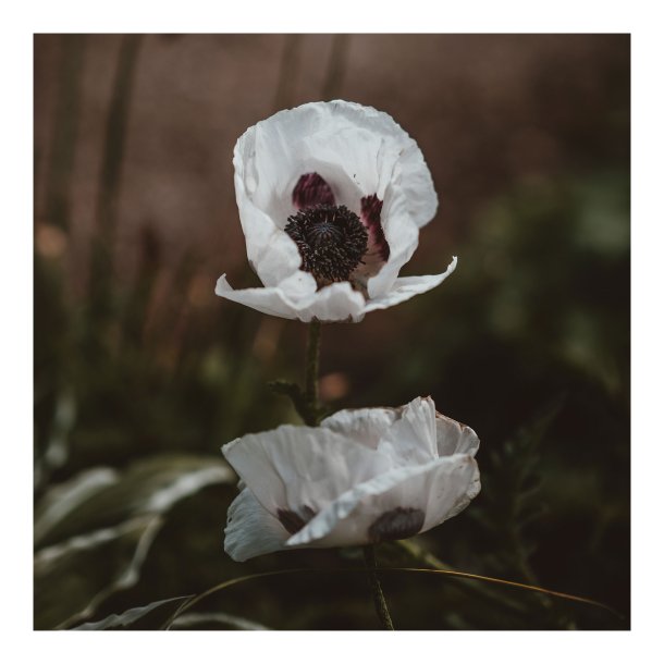 White Poppy