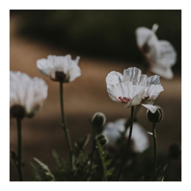 White Poppy II