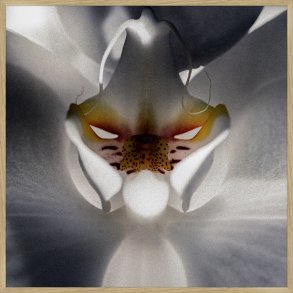 Framed art - Blue Orchid