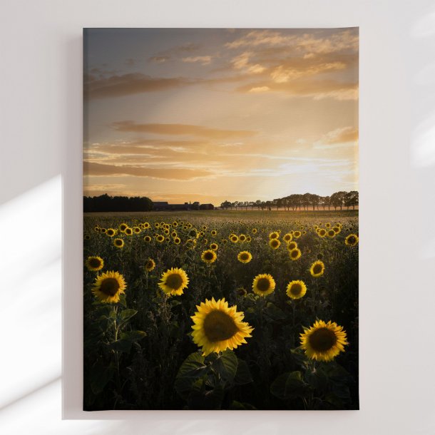 Canvas -  Golden Sunflower Field - Christian Lindsten