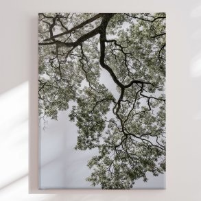 Canvas - Ethereal Canopy - Shot by Clint