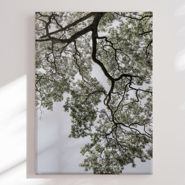 Canvas - Ethereal Canopy - Shot by Clint