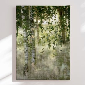 Canvas - Dreamy Birch Forest - Christina Sillen