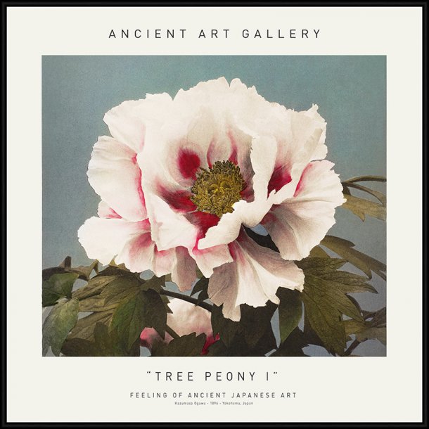 Tree Peony I