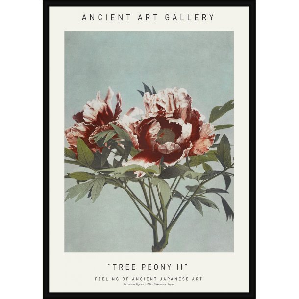 Tree Peony II