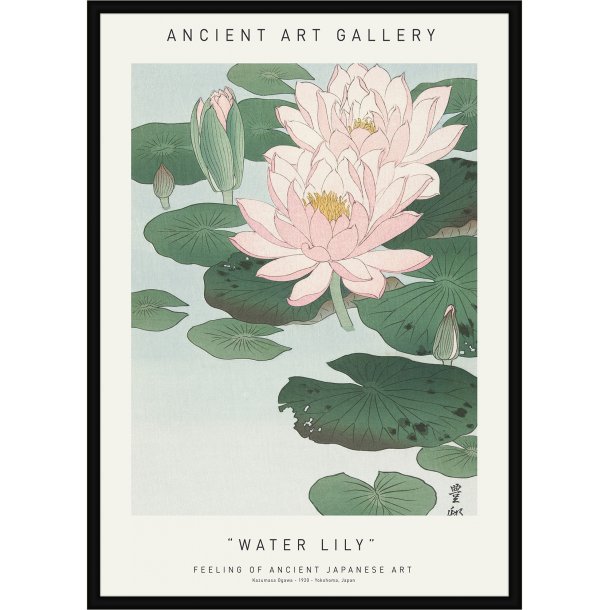 Water Lily