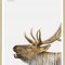 Moose