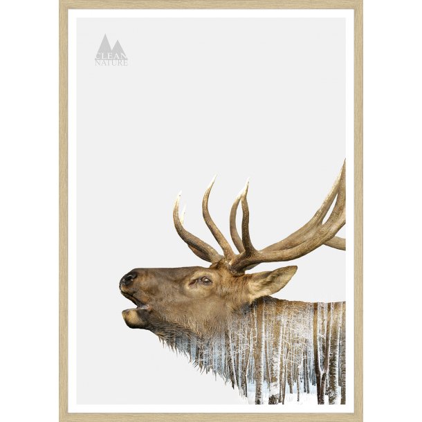 Moose