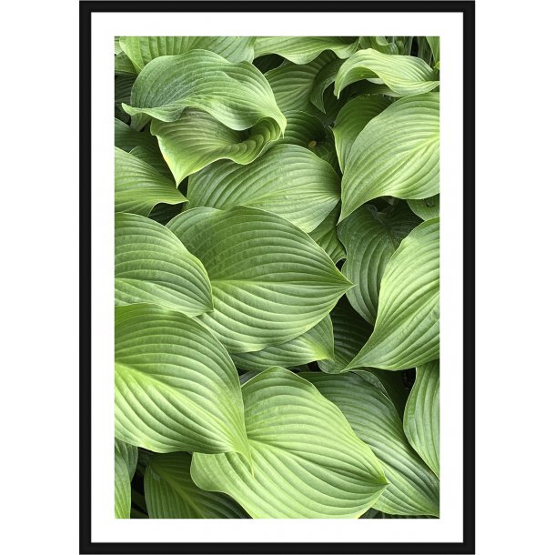 Green Hosta