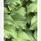 Green Hosta