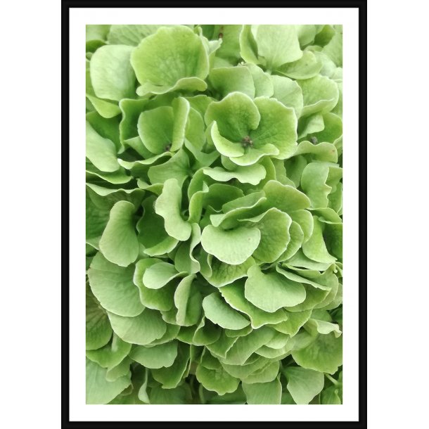 Green Hortensia