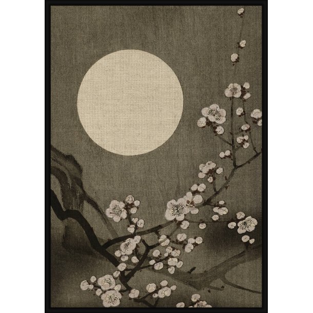 Blooming Plum Blossom At Full Moon