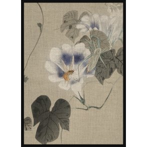 Insects Near Bindweed