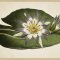 Water Lilly