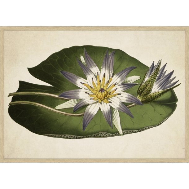 Water Lilly