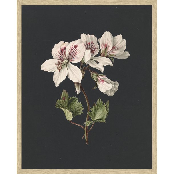 White Flower