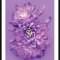 Purple Chrysanthemum