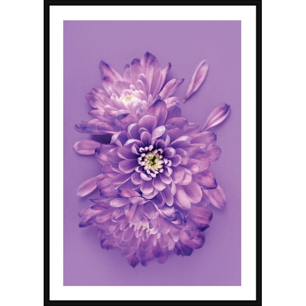 Purple Chrysanthemum