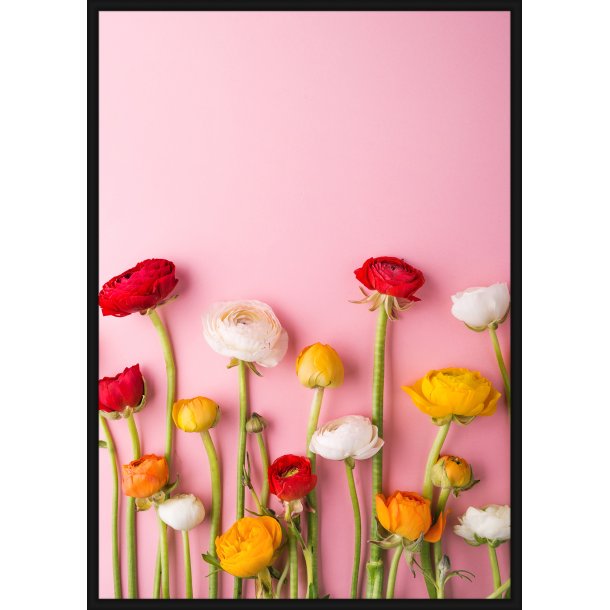 Ranunculus Pink