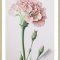 Pink Carnation