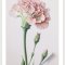 Pink Carnation