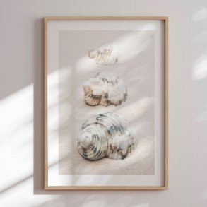 Indramning - Spiral Beach Shells