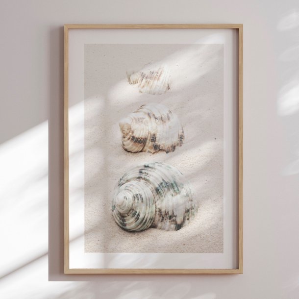 Indramning - Spiral Beach Shells