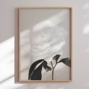 Framed poster - Peony - 1x Studio II