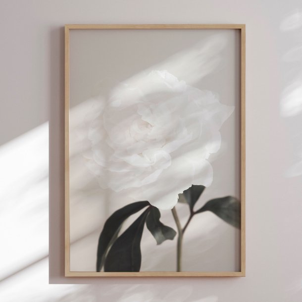 Framed poster - Peony - 1x Studio II