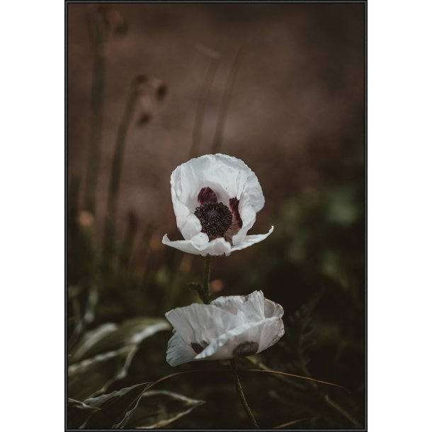 White Poppy