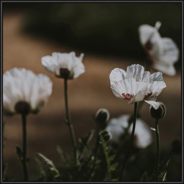 White Poppy II