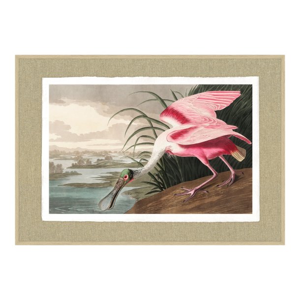 Roseate Spoonbill