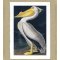 White Pelican