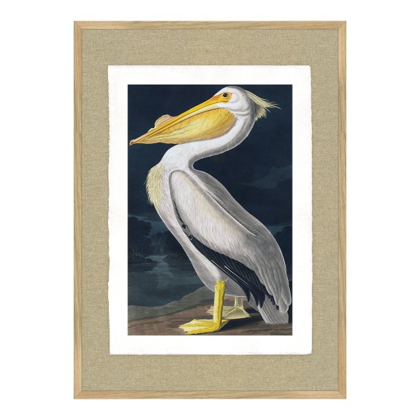 White Pelican